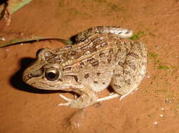 Image of Leptodactylus chaquensis Cei 1950