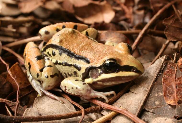 Image of Moustached frog