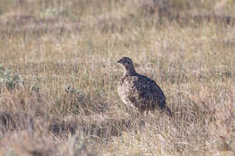 Image of Gunnison sage-grouse; greater sage-grouse