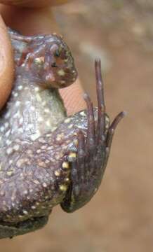 Image of Leptodactylus podicipinus (Cope 1862)