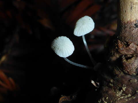 Image of Mycena tenerrima (Berk.) Quél. 1872