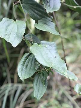 Image of China root