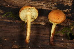 Image of Pholiota tuberculosa (Schaeff.) P. Kumm. 1871