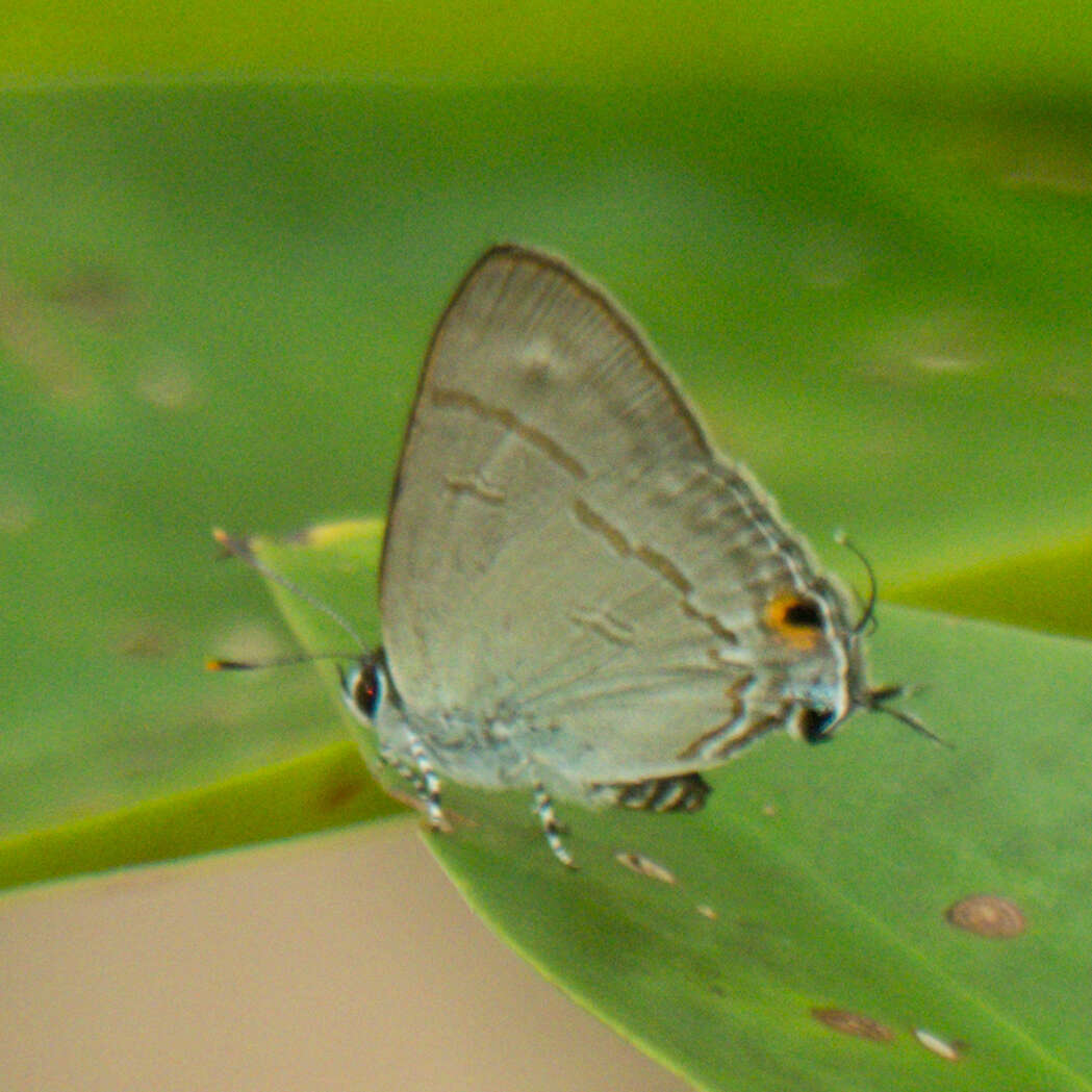 Image of Hypolycaena erylus himavantus Fruhstorfer 1912