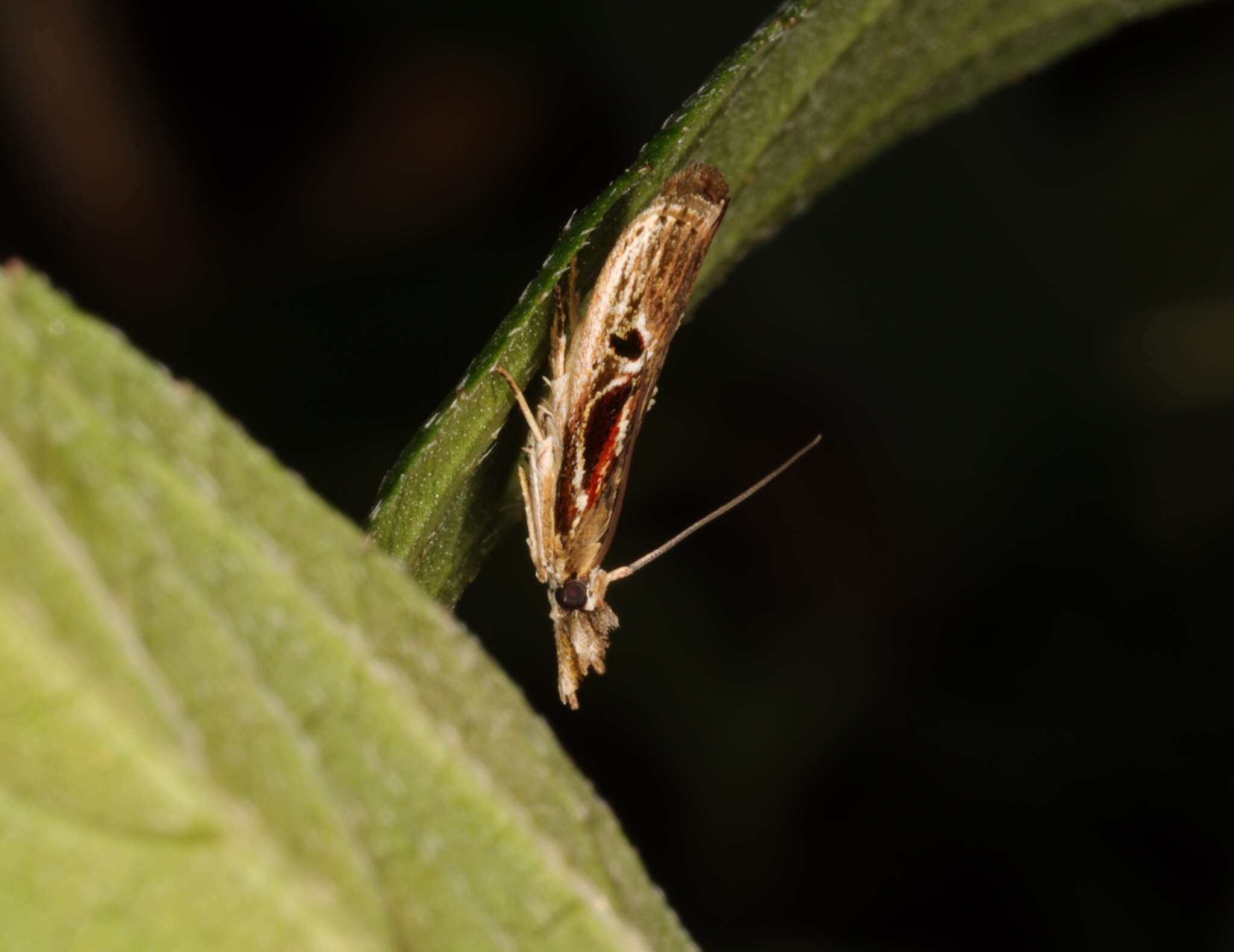 Pseudodavara haemaphoralis Hampson 1908 resmi