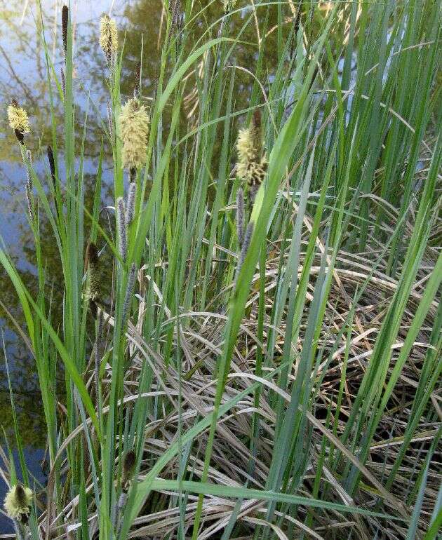 Image of Tufted Sedge