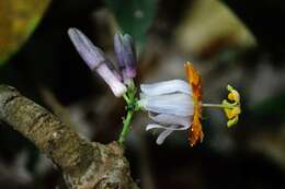 Passiflora cerradensis Sacco的圖片