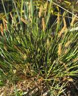 Image of Tufted Sedge