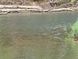 Image of Meramec Saddled Darter