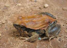 Image of Central Dwarf Frog; rãzinha