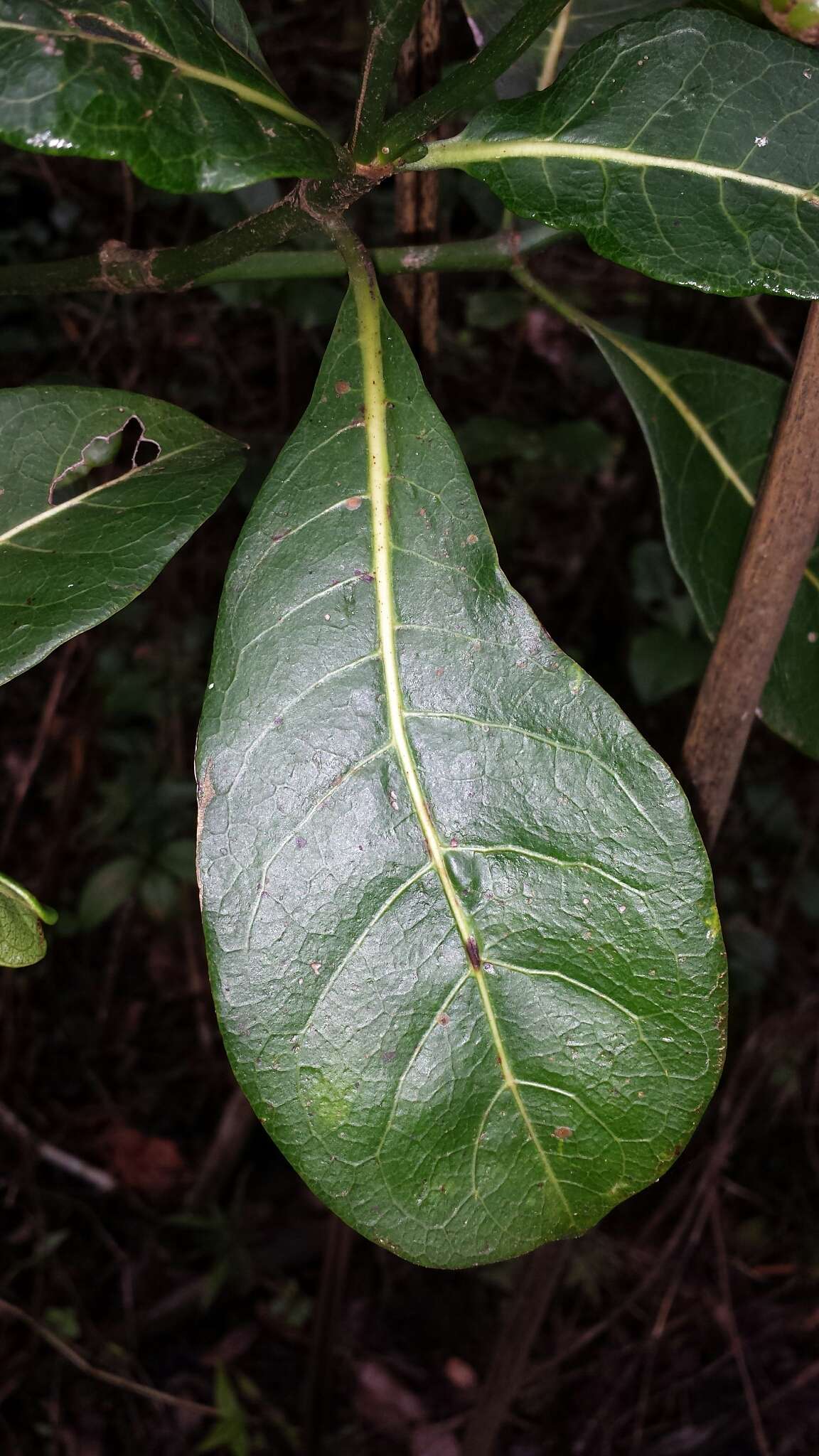 Image of Psychotria parkeri Baker