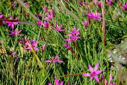 Image of Hesperantha oligantha (Diels) Goldblatt