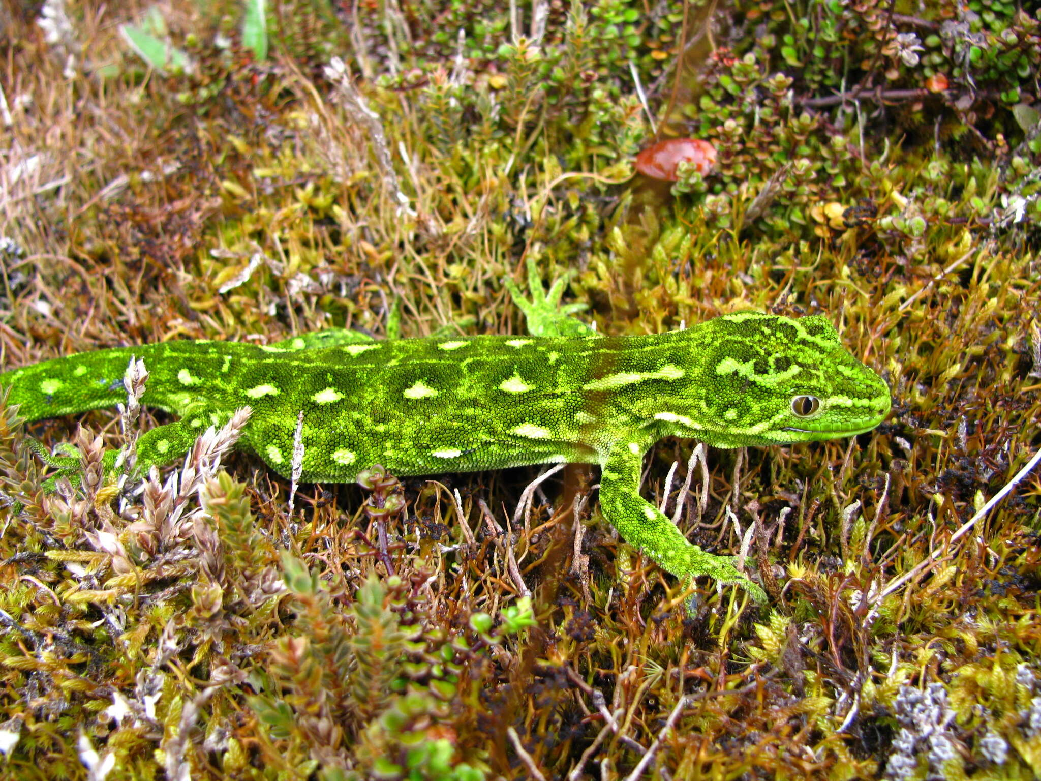 Image of Central Tree Gecko