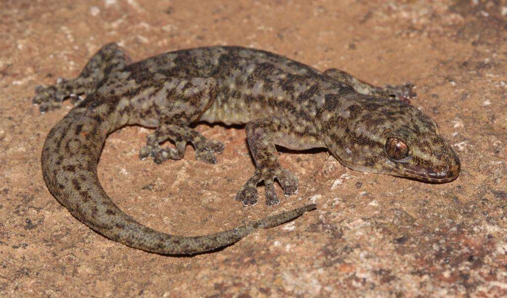 Image of Amatola Rock Gecko