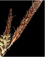 Image of Tufted Sedge