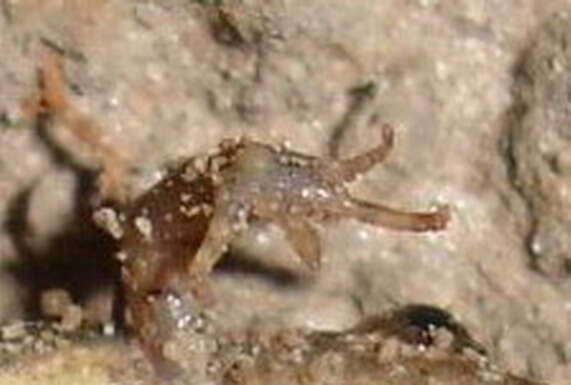 Image of Hensel’s Swamp Frog