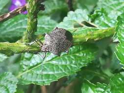 Image of Stink bug