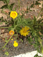 Image of camphorweed