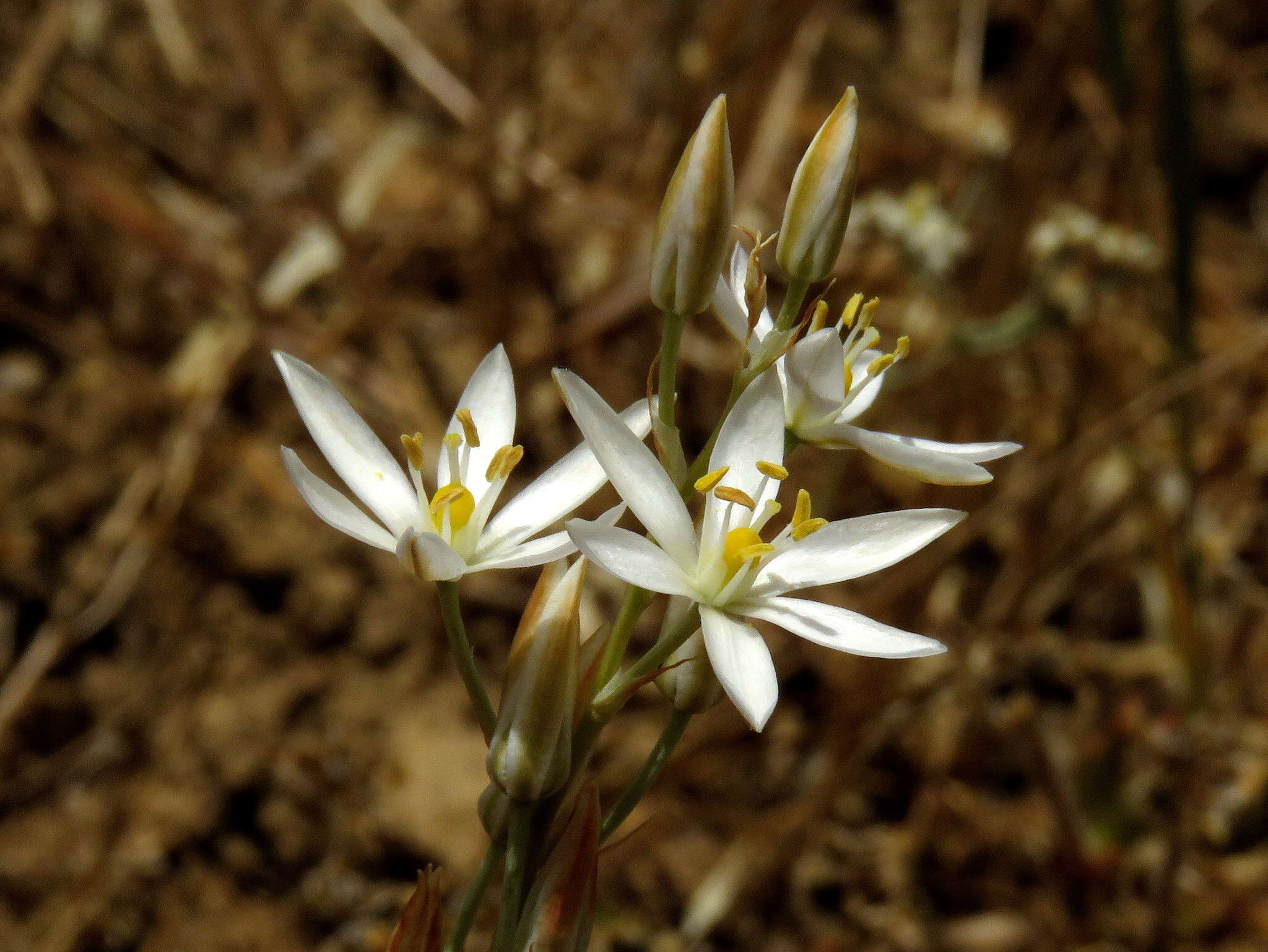 Imagem de Ornithogalum pilosum L. fil.