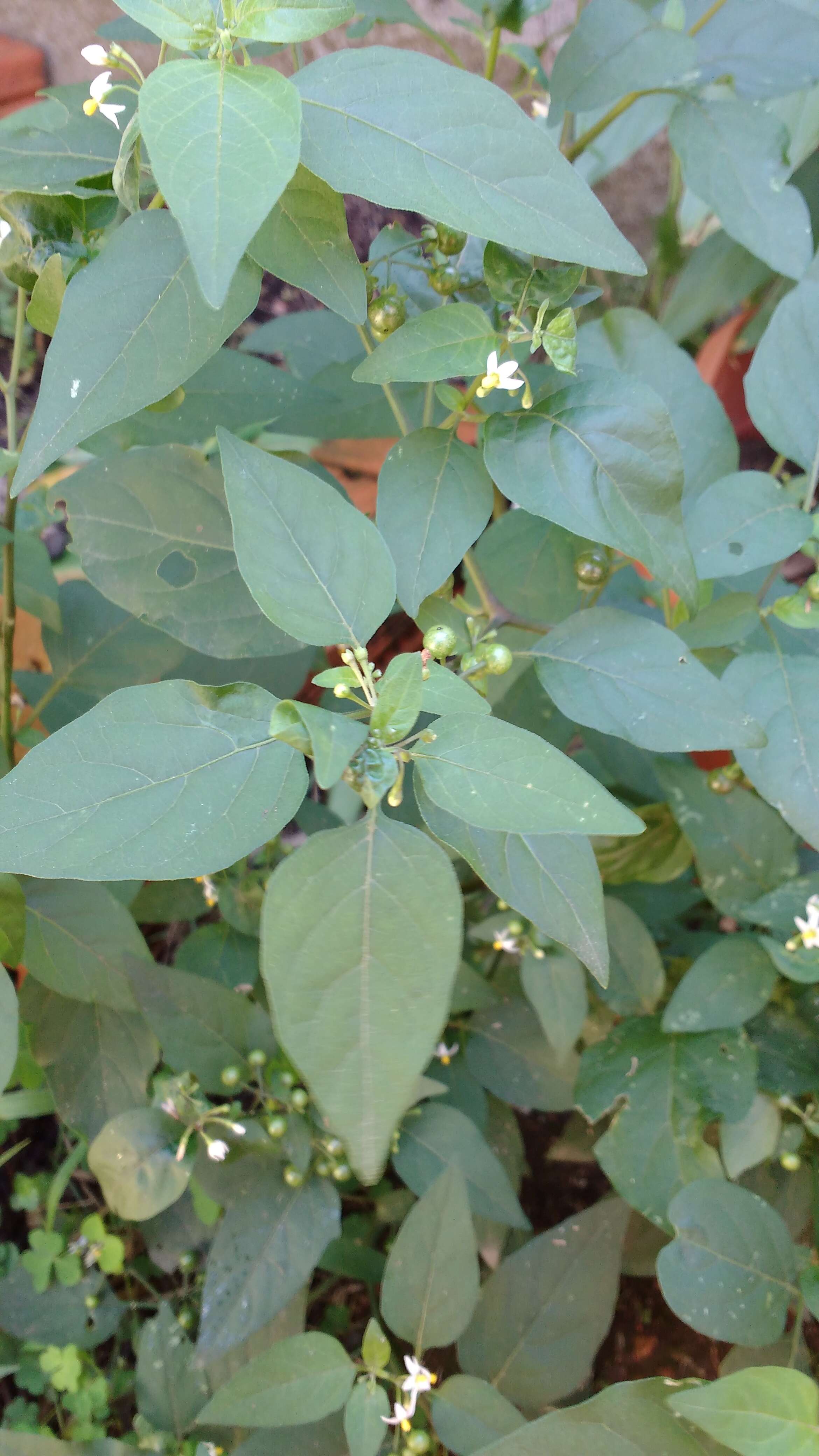 Plancia ëd Solanum nigrum L.