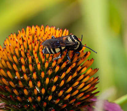 Triepeolus remigatus (Fabricius 1804) resmi