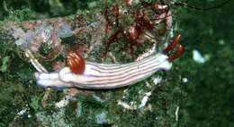 Image of Orange gilled purple lined white slug