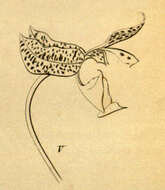 Image of Gongora seideliana Rchb. fil.