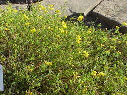 Plancia ëd Coronilla minima L.