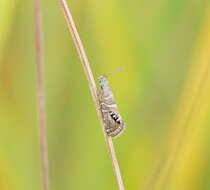 Image of Glyphipterix polychroa Lower 1897