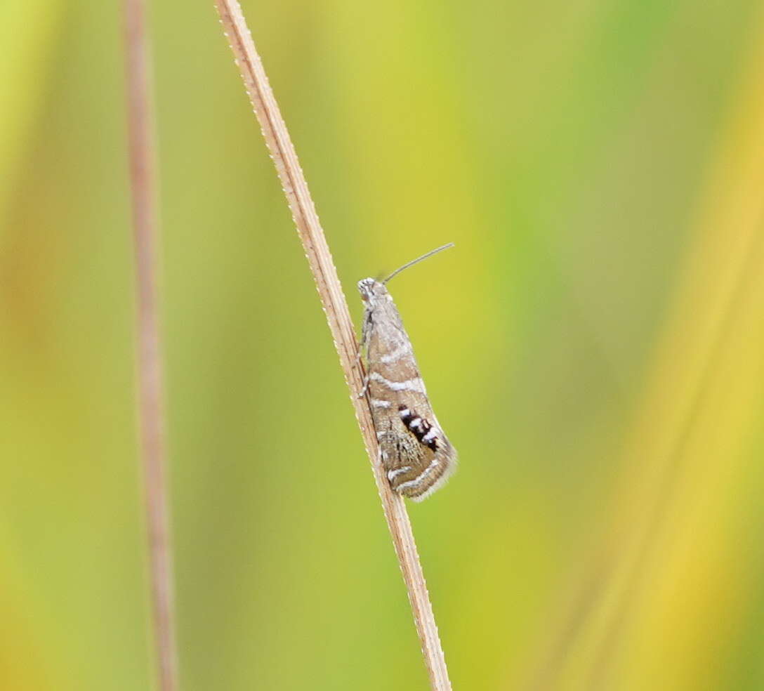 Image of Glyphipterix polychroa Lower 1897