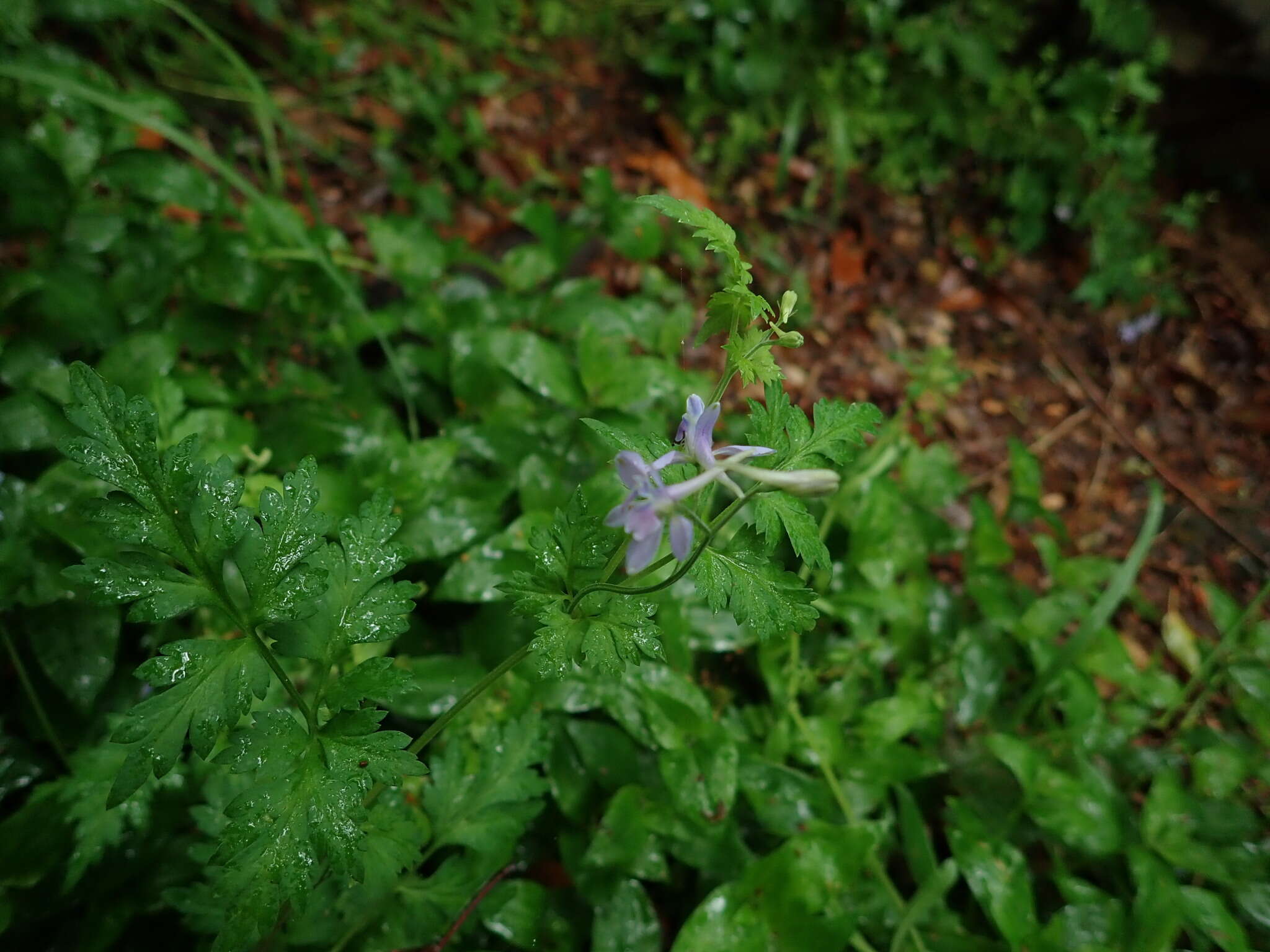 Image of Delphinium anthriscifolium Hance