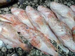 Image of Slender rockfish