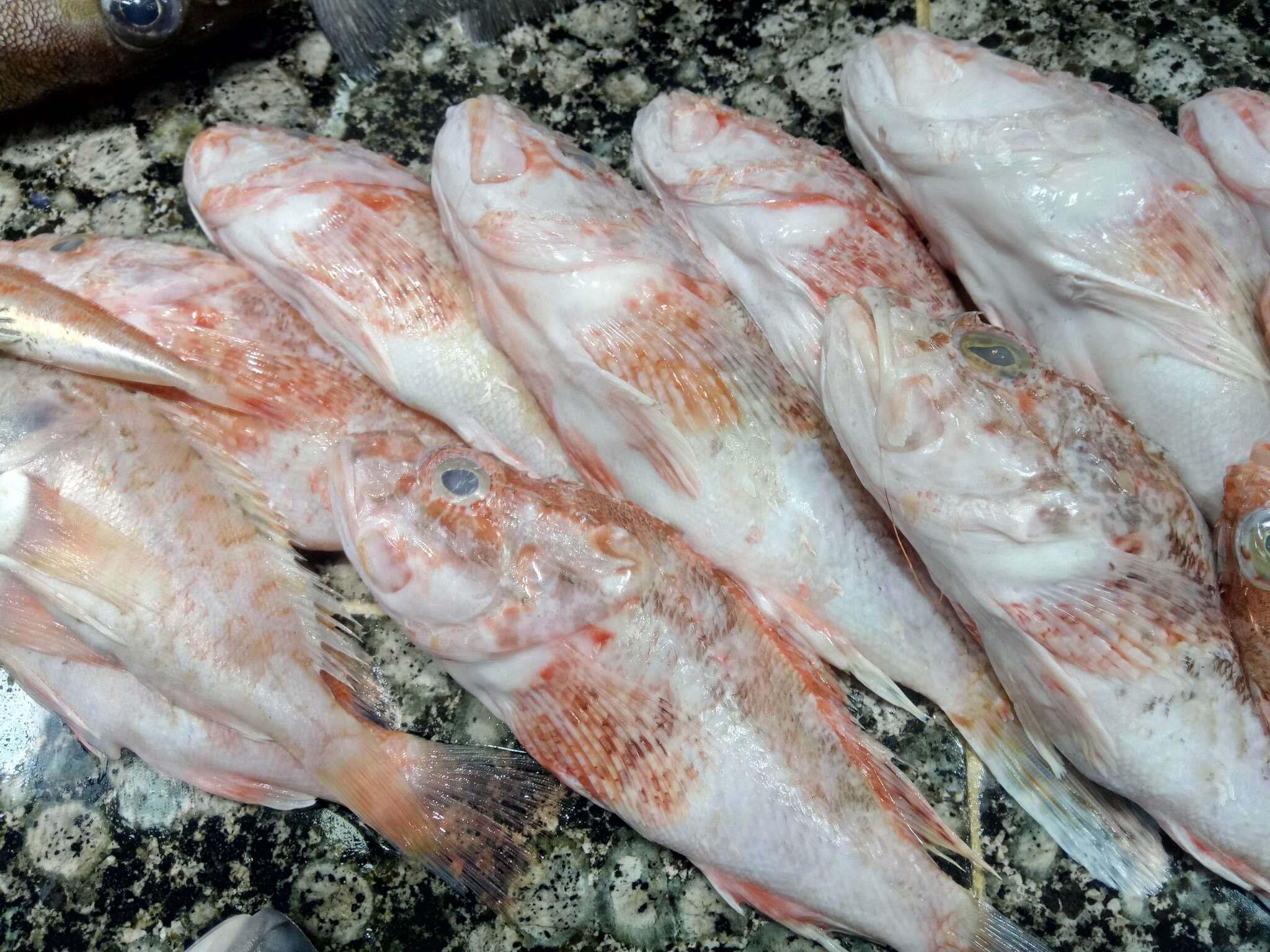 Image of Slender rockfish