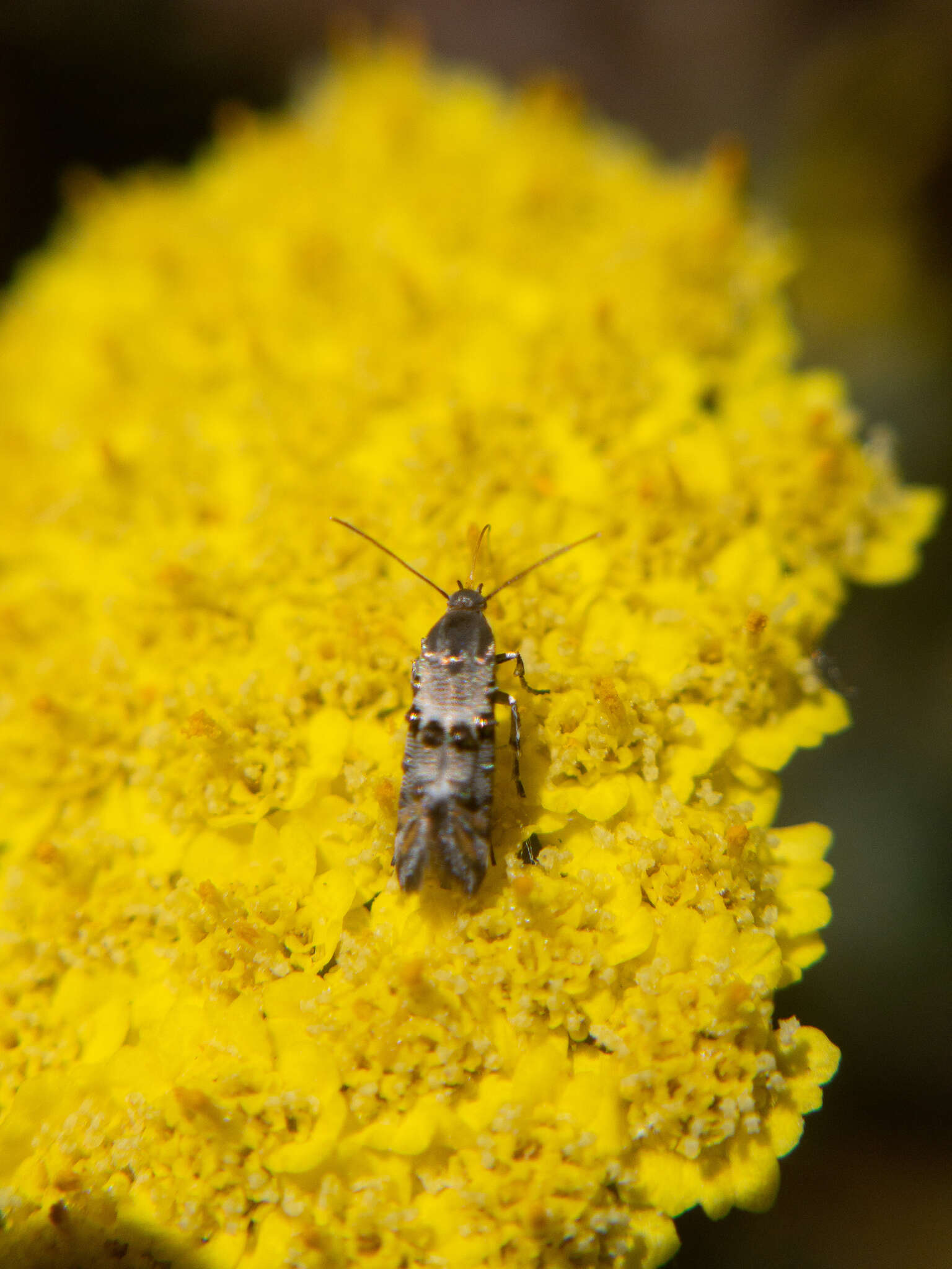 Image de Lithariapteryx abroniaeella Chambers 1876