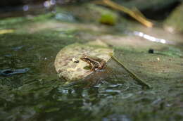 Plancia ëd Hyloxalus infraguttatus (Boulenger 1898)