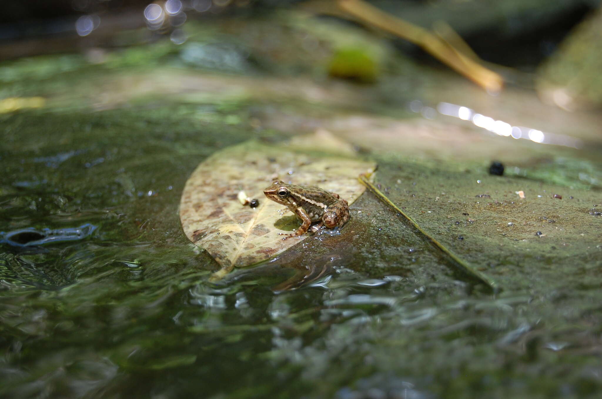 Imagem de Hyloxalus infraguttatus (Boulenger 1898)