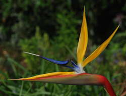 Image of Bird of paradise plant