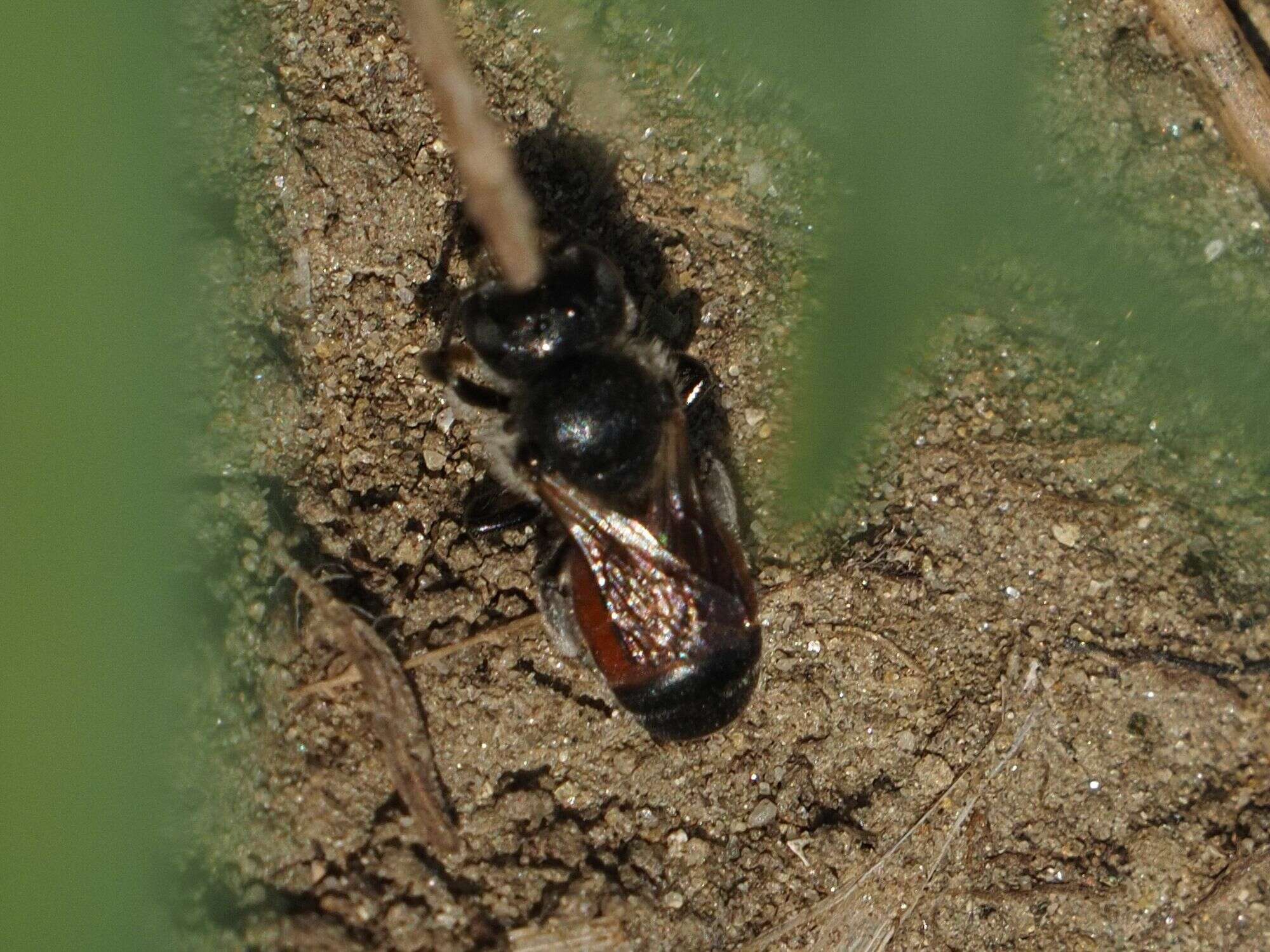 Imagem de Osmia andrenoides Spinola 1808