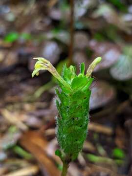 صورة Fittonia albivenis (Lindl. ex Veitch) R. K. Brummitt