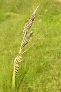 Image of Tufted Sedge