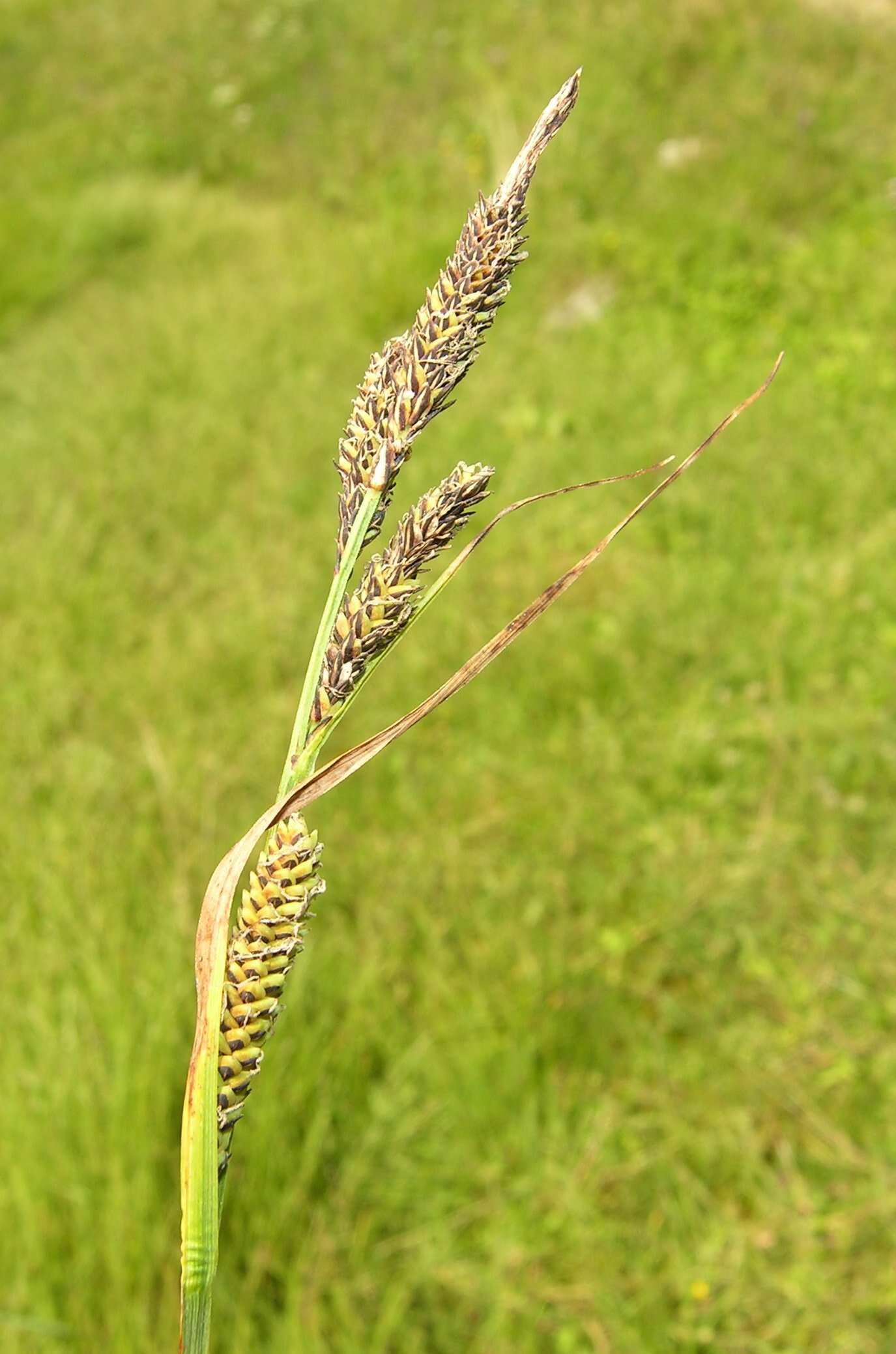 Image of Tufted Sedge