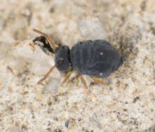 Image of Sminthurinus atrapallidus Snider 1978