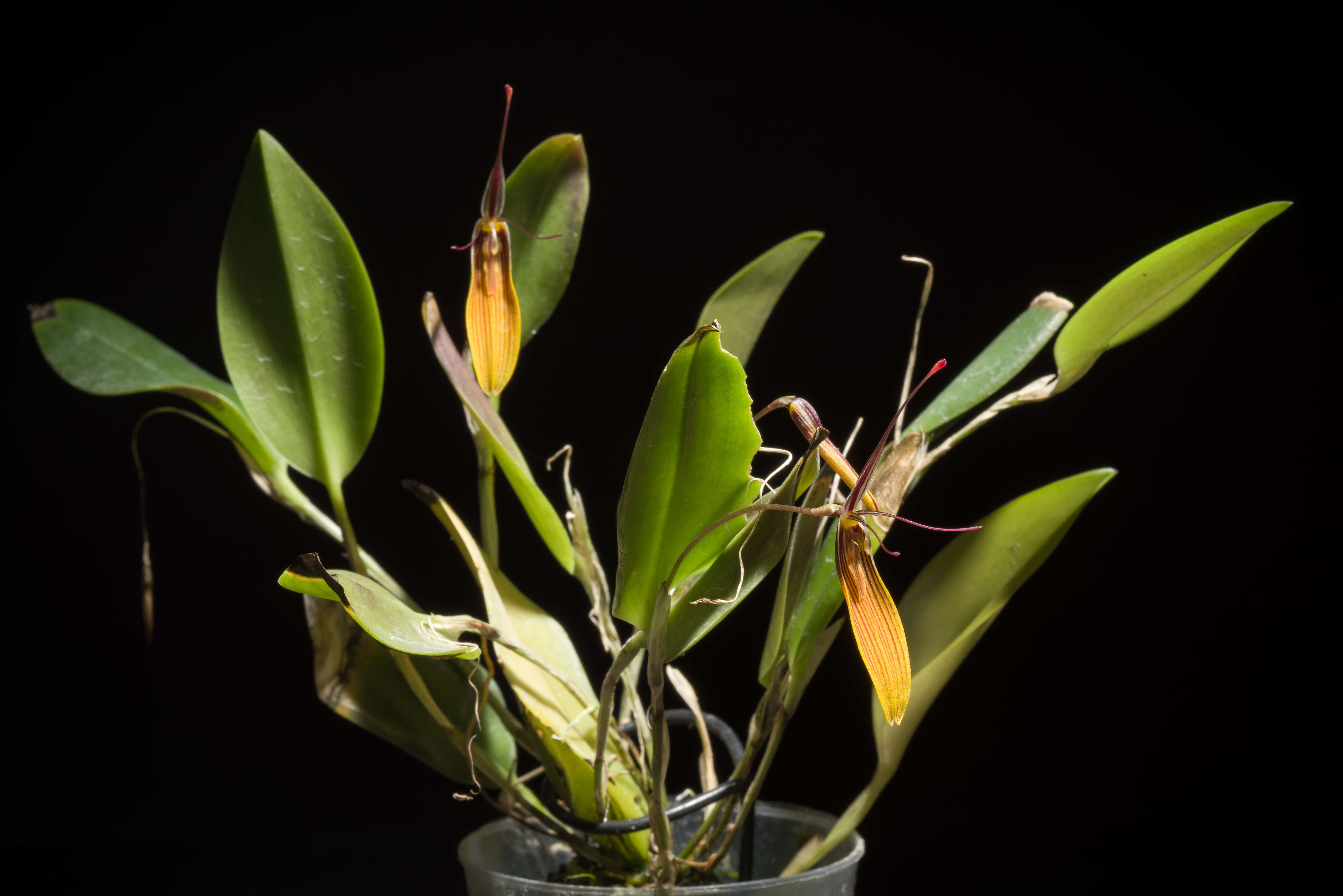 Plancia ëd Restrepia brachypus Rchb. fil.