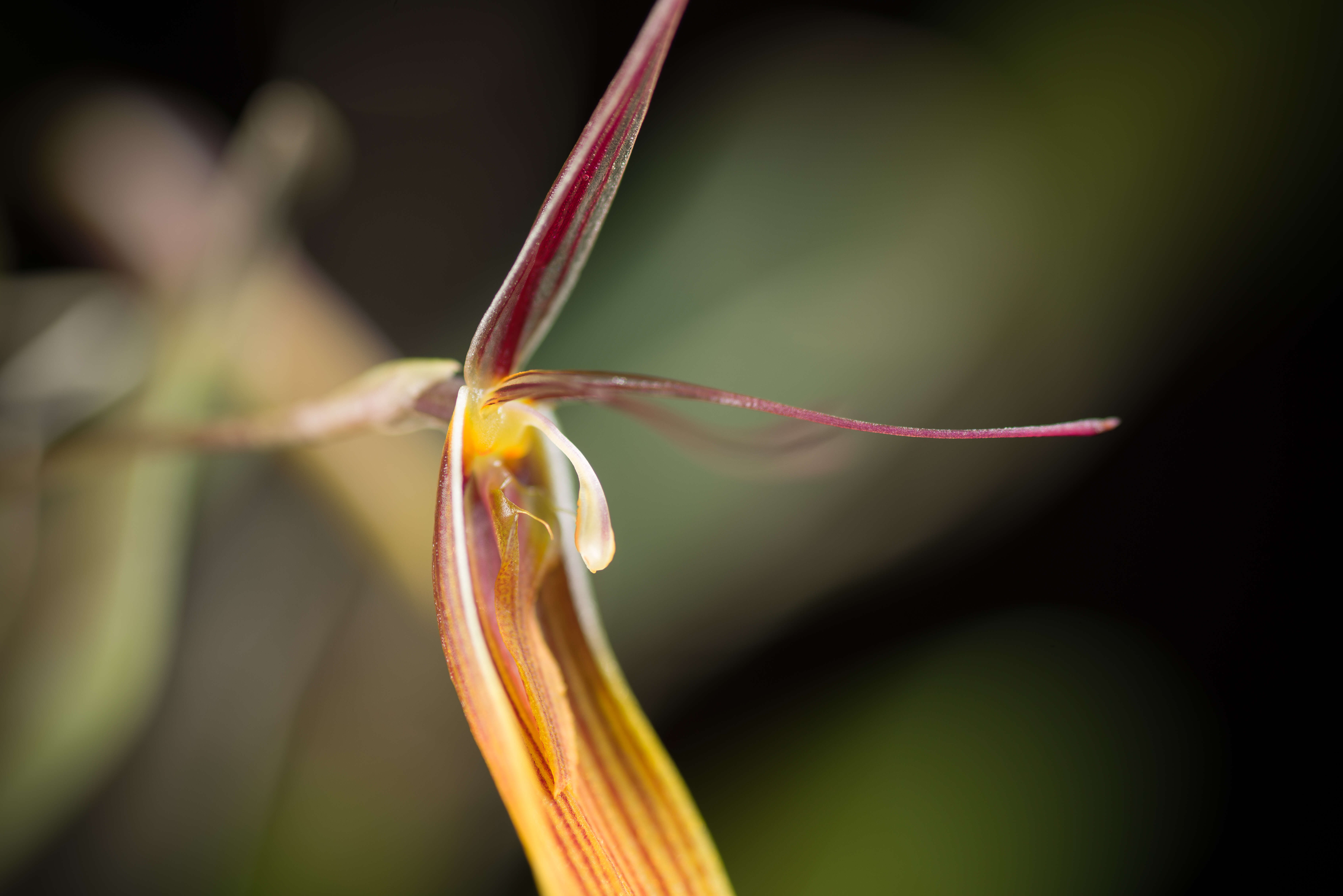 Image of Short-column foot Restrepia