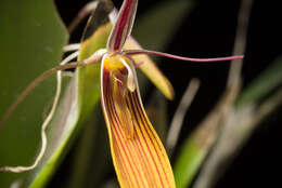 Image of Short-column foot Restrepia