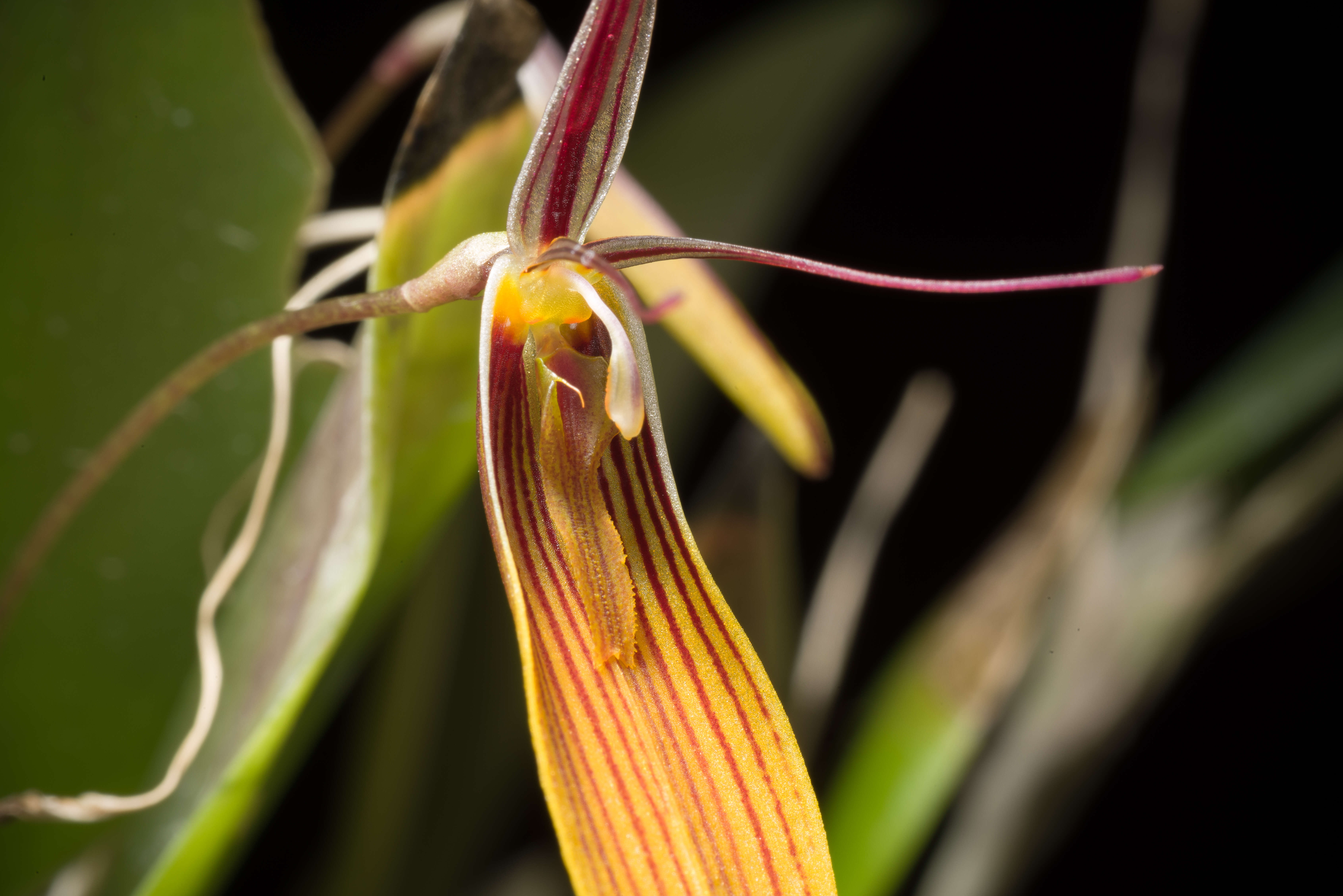 Plancia ëd Restrepia brachypus Rchb. fil.