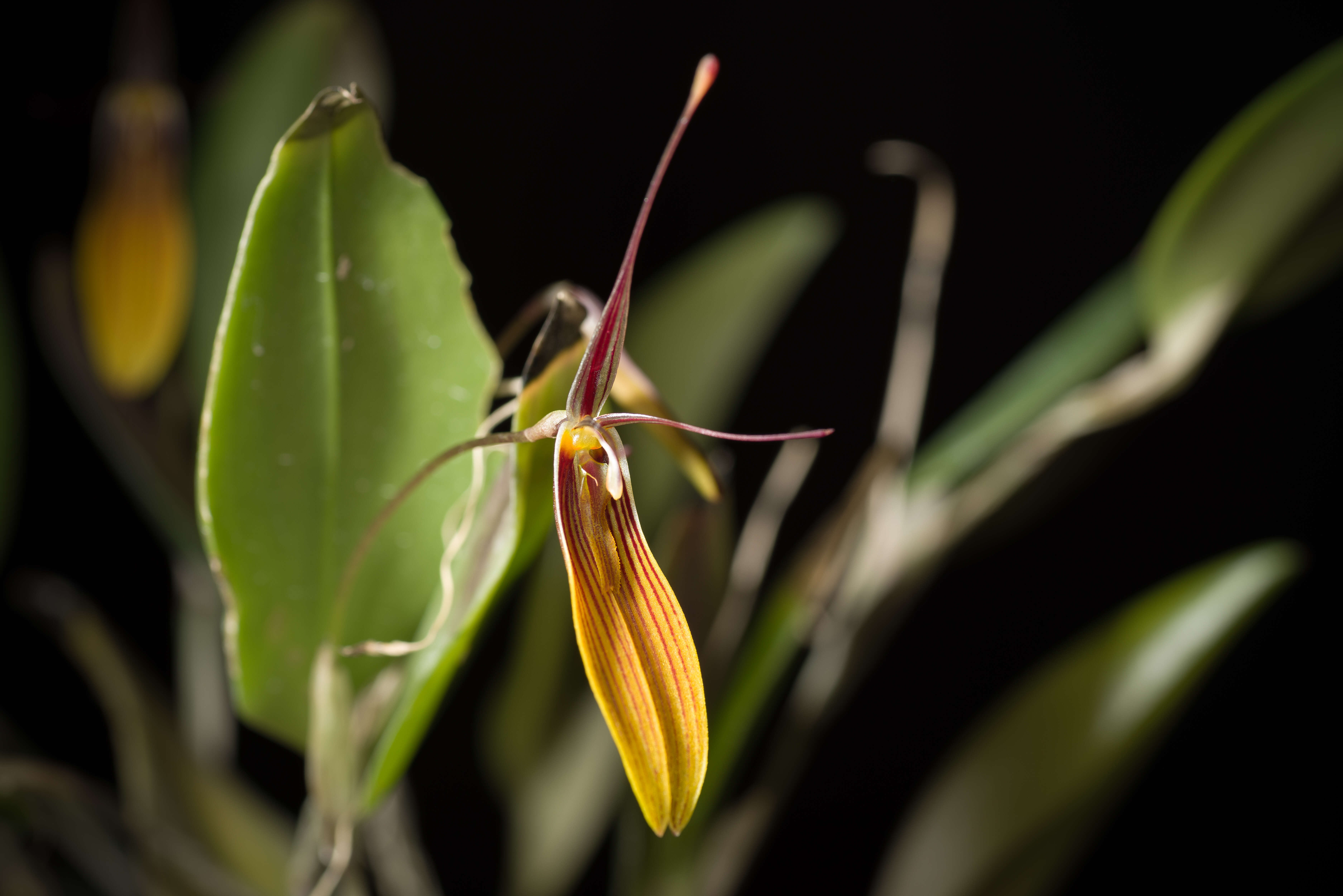 Image of Short-column foot Restrepia