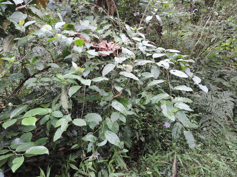 Image of Solanum terminale Forsk.