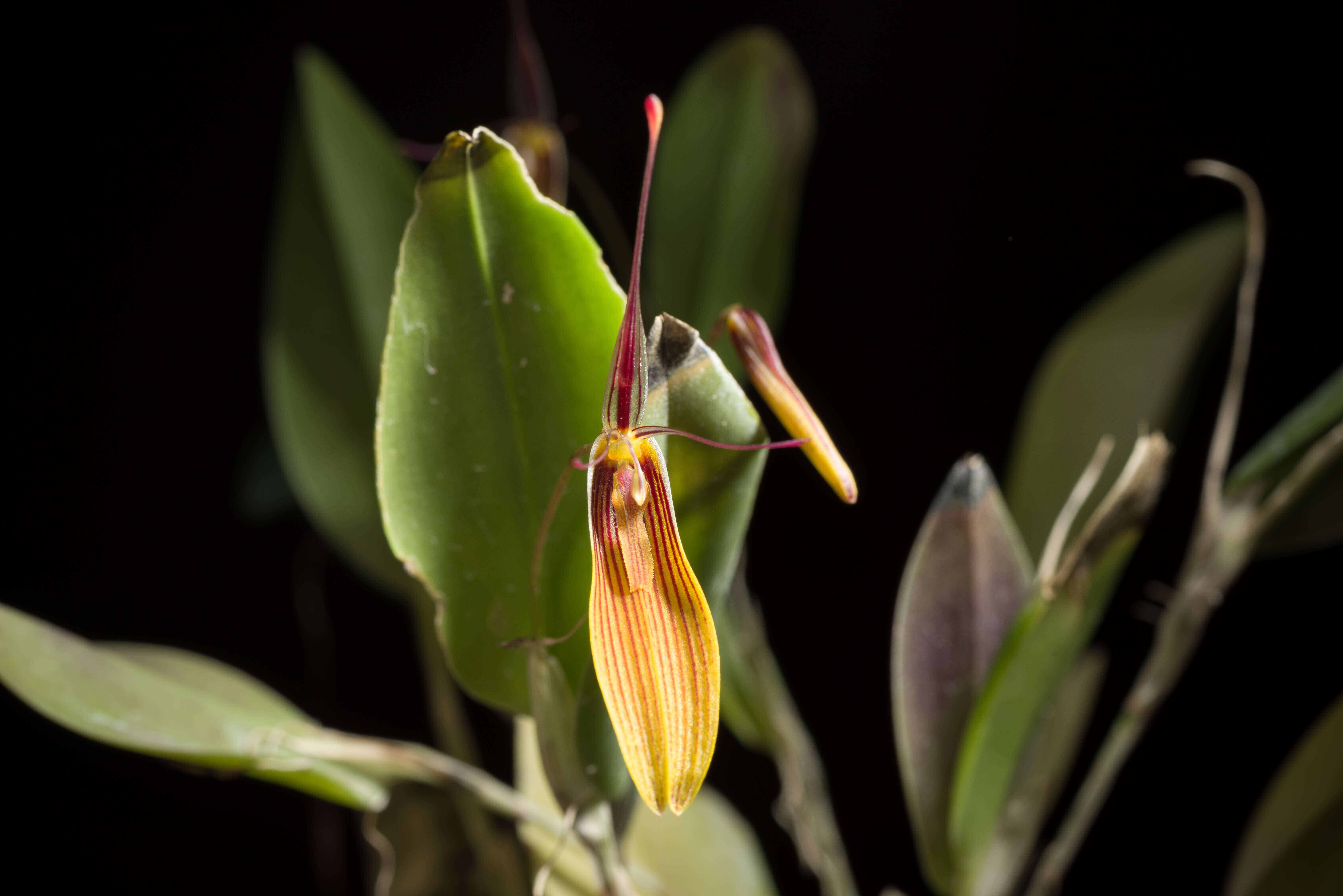 Plancia ëd Restrepia brachypus Rchb. fil.