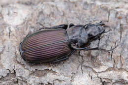 Image of Pterostichus (Eosteropus) mannerheimii (Dejean 1831)